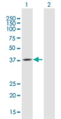 Western Blot: TEAD4 Antibody [H00007004-B01P] - Analysis of TEAD4 expression in transfected 293T cell line by TEAD4 polyclonal antibody.  Lane 1: TEAD4 transfected lysate(33.55 KDa). Lane 2: Non-transfected lysate.