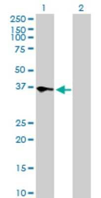 Western Blot: TEAD4 Antibody [H00007004-D01P] - Analysis of TEAD4 expression in transfected 293T cell line by TEAD4 polyclonal antibody.Lane 1: TEAD4 transfected lysate(34.20 KDa).Lane 2: Non-transfected lysate.