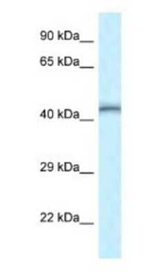 Western Blot: TEAD4 Antibody [NBP1-82386] - Mouse Intestine Lysate 1.0 ug/ml, gel comcentration 12%