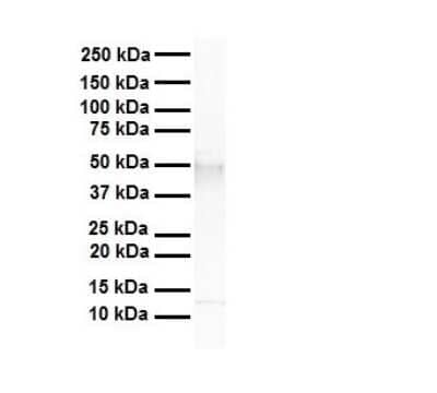 Western Blot: TEAD4 Antibody [NBP1-82386] - Antibody  Titration: 1 ug/ml Human heart.