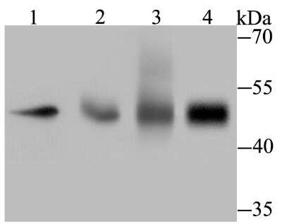 Western Blot: TEAD4 Antibody [NBP2-75680] - Analysis of TEAD4 on different lysates using anti-TEAD4 antibody at 1/500 dilution.Positive control:Lane1: Hela        Lane2: Human lung tissueLane3: Human placenta tissue   Lane4: HepG2