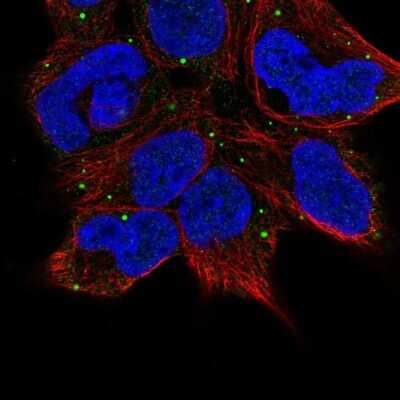 Immunocytochemistry/Immunofluorescence: TECPR1 Antibody [NBP1-84206] - Staining of human cell line HEK 293 shows localization to vesicles. Antibody staining is shown in green. 