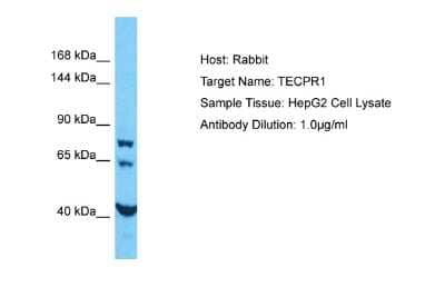Western Blot TECPR1 Antibody - BSA Free