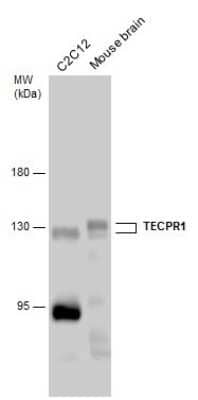 Western Blot TECPR1 Antibody - BSA Free