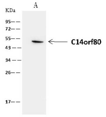 Immunoprecipitation: TEDC1 Antibody [NBP2-98663] - TEDC1 was immunoprecipitated using: Lane A: 0.5 mg Jurkat Whole Cell Lysate. 4 ul anti-TEDC1 rabbit polyclonal antibody and 60 ug of Immunomagnetic beads. Protein A/G. Primary antibody: Anti-TEDC1 rabbit polyclonal antibody, at 1:100 dilution. Secondary antibody: Clean-Blot IP Detection Reagent (HRP) at 1:1000 dilution. Developed using the ECL technique. Performed under reducing conditions. Predicted band size: 54 kDa. Observed band size: 50 kDa