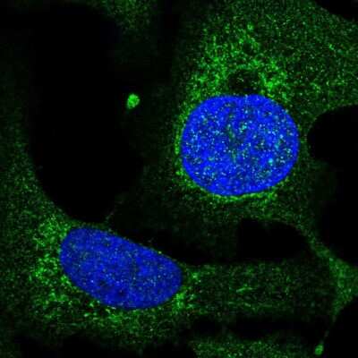 Immunocytochemistry/Immunofluorescence: TEFM Antibody [NBP2-55665] - Staining of human cell line U-2 OS shows localization to mitochondria. Antibody staining is shown in green.