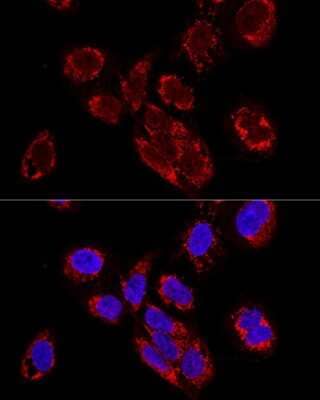 Immunocytochemistry/ Immunofluorescence TEFM Antibody - BSA Free