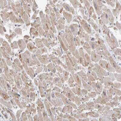 Immunohistochemistry-Paraffin: TEFM Antibody [NBP1-82109] - Staining of human heart muscle shows weak cytoplasmic/membranous positivity in cardiomyocytes.