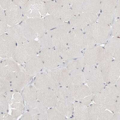 Immunohistochemistry-Paraffin: TEFM Antibody [NBP1-82109] - Staining of human skeletal muscle shows no positivity in myocytes as expected.