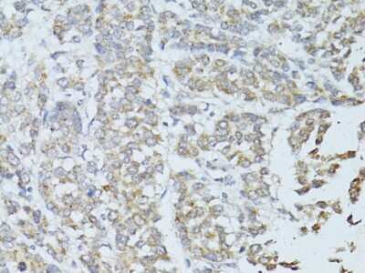 Immunohistochemistry-Paraffin TEFM Antibody - BSA Free