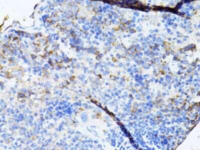 Immunohistochemistry-Paraffin TEFM Antibody - BSA Free