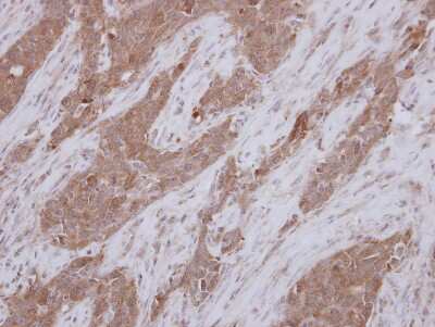 Immunohistochemistry-Paraffin TEKT1 Antibody - BSA Free