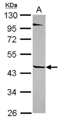 Western Blot TEKT1 Antibody - BSA Free
