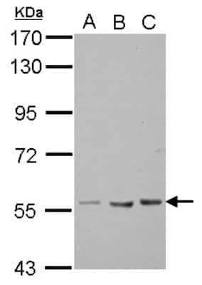 Western Blot TEKT5 Antibody - BSA Free
