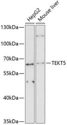 Western Blot TEKT5 Antibody - Azide and BSA Free