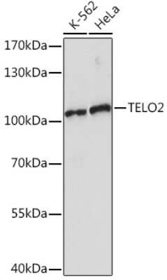 Western Blot: TEL2 Antibody [NBP3-15520] - Western blot analysis of extracts of various cell lines, using TEL2 Rabbit pAb (NBP3-15520) at 1:1000 dilution. Secondary antibody: HRP Goat Anti-Rabbit IgG (H+L) at 1:10000 dilution. Lysates/proteins: 25ug per lane. Blocking buffer: 3% nonfat dry milk in TBST. Detection: ECL Enhanced Kit. Exposure time: 90s.