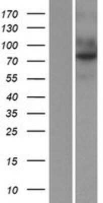 Western Blot Endosialin/CD248/TEM1 Overexpression Lysate