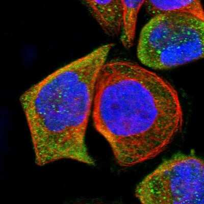 Immunocytochemistry/Immunofluorescence: TEM4 Antibody [NBP1-87862] - Immunofluorescent staining of human cell line A-431 shows localization to cytosol.
