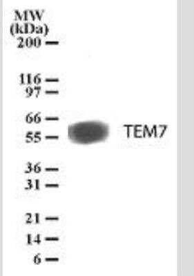 Western Blot: TEM7/PLXDC1 Antibody (197C193 (IM193)) - Azide Free [NBP2-33228] - Analysis in human HCT-116 cell lysate at 1 ug/ml.