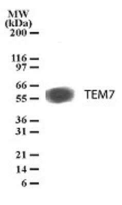 Western Blot TEM7/PLXDC1 Antibody (197C193 (IM193)) - BSA Free