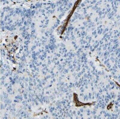 Immunohistochemistry-Paraffin TEM7/PLXDC1 Antibody - BSA Free