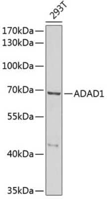 Western Blot TENR Antibody - BSA Free