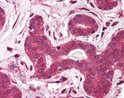 Immunohistochemistry-Paraffin: TEP1 Antibody [NBP1-03224] - Staining of human breast. Immunohistochemistry of formalin-fixed, paraffin-embedded tissue after heat-induced antigen retrieval. Antibody concentration 5 ug/ml.