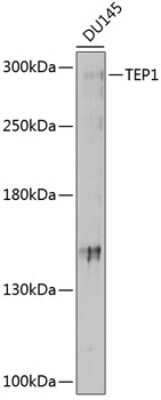 Western Blot: TEP1 Antibody [NBP2-93435] - Analysis of extracts of DU145 cells, using TEP1 at 1:1000 dilution.Secondary antibody: HRP Goat Anti-Rabbit IgG (H+L) at 1:10000 dilution.Lysates/proteins: 25ug per lane.Blocking buffer: 3% nonfat dry milk in TBST.Detection: ECL Basic Kit .Exposure time: