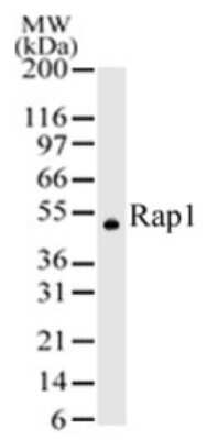 Western Blot: TERF2IP Antibody [NB100-56321] - TERF21P Antibody [NB100-56321] - 2 ug of this antibody was used to detect hRap1 in 293 cells. A protein band with an approximate molecular weight of 50 kDa was detected.