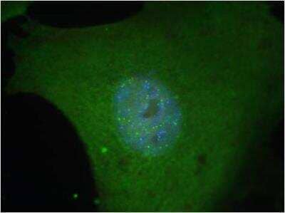 Immunocytochemistry/Immunofluorescence: TERF2IP Antibody (RAP1 4C8/1) [NB120-14404] -  MEFs with anti-RAP1 antibody.