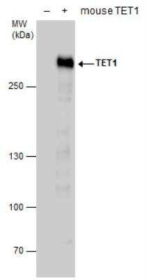 Western Blot: TET1 Antibody [NBP2-19290] - WB validation of TET1 antibody on 30 ug whole cell extracts of non-transfected (-) and mouse TET1-transfected (+, including DDDDK-tag) 293T cells. The proteins were separated on 5% SDS-PAGE, and the membrane was blotted with TET1 antibody at a dilution of 1:20000.