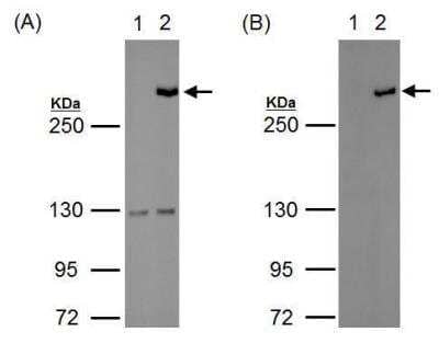 Western Blot: TET1 Antibody [NBP2-19290] - WB analysis of lysates from 293T cell which were mock transfected (lane1) or with tagged-mTet1 (lane 2) for 24hrs, using either TET1 antibody (diluted at 1:2000) (A) or anti-tag (B) antibody.