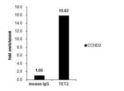 Chromatin Immunoprecipitation: TET2 Antibody (649) [NBP2-43552] - Cross-linked ChIP was performed with HeLa chromatin extract and 5 ug of either control mouse IgG or anti-TET2 antibody. The precipitated DNA was detected by PCR with primer set targeting to CCND2.