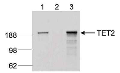 Immunoprecipitation: TET2 Antibody (C.15200179) [NBP2-59256] - IP was performed on 250 ug HL60 RIPA cell lysate using the antibody against TET2 (lane 3) or an IgG negative control (lane 2). The samples were analysed by Western blot. The input sample (25 ug RIPA lysate) was used as a positive control (lane 1).