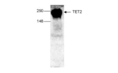 Western Blot: TET2 Antibody (C.15200179) [NBP2-59256] - Mouse E14 ES cells. The antibody was used at a dilution of 1:1,000.