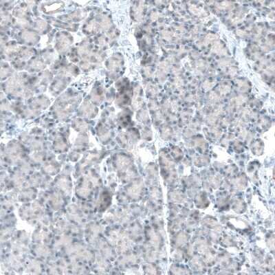 Immunohistochemistry-Paraffin: TET2 Antibody (CL6873) [NBP2-76510] - Staining of human pancreas shows no nuclear positivity in exocrine glandular cells as expected.