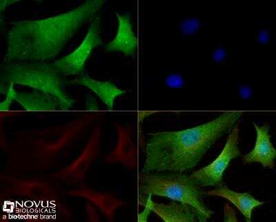 Immunocytochemistry/Immunofluorescence: TET3 Antibody [NBP2-59669] - NIH/3T3 cells were fixed for 10 minutes using 10% formalin and then permeabilized for 5 minutes using 1X TBS + 0.5% Triton-X100. The cells were incubated with anti-TET3 (NBP2-59669) at 5ug/ml overnight at 4C and detected with an anti-rabbit Dylight 488 (Green) at a 1:500 dilution. Alpha tubulin (DM1A) NB100-690 was used as a co-stain at a 1:1000 dilution and detected with an anti-mouse Dylight 550 (Red) at a 1:500 dilution. Nuclei were counterstained with DAPI (Blue). Cells were imaged using a 40X objective.