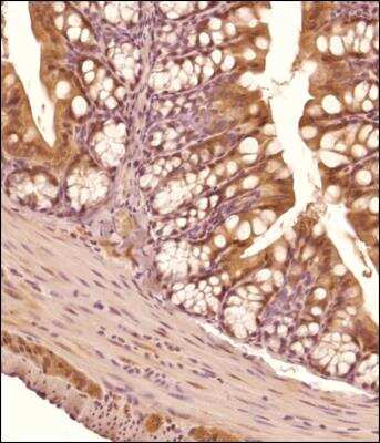 Immunohistochemistry-Paraffin TET3 Antibody - BSA Free