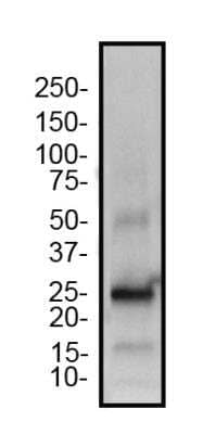 Western Blot: TET3 Antibody [NBP2-59669] - Partial recombinant TET3 protein was separated on a 4-20% gel by SDS-PAGE, transferred to PVDF membrane and blocked in 5% non-fat milk in TBST. The membrane was probed with 1.0 ug/ml anti-TET3 in block buffer detected with an anti-rabbit HRP secondary antibody using chemiluminescence.