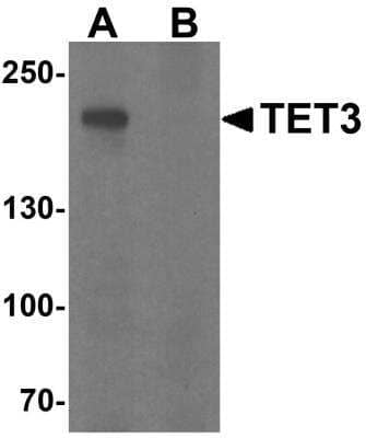 Western Blot: TET3 Antibody [NBP2-82066] - Western blot analysis of TET3 in SK-N-SH cell lysate with TET3 antibody at 1 ug/ml in (A) the absence and (B) the presence of blocking peptide.