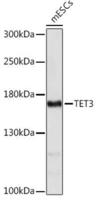 Western Blot: TET3 Antibody [NBP2-93429] - Western blot analysis of extracts of mESCs cells, using TET3 antibody at 1:1000 dilution. Secondary antibody: HRP Goat Anti-Rabbit IgG (H+L) at 1:10000 dilution.Lysates/proteins: 25ug per lane. Blocking buffer: 3% nonfat dry milk in TBST. Detection: ECL Basic Kit. Exposure time: 5s.