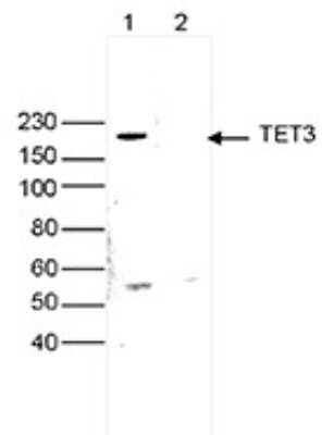 Western Blot: TET3 Antibody [NBP3-18691] - Figure 3. Western blot analysis using the antibody directed against TET3 Whole cell extracts (25 ug) from Jurkat cells were analysed by Western blot using the antibody against TET3 diluted 1:200 in TBS- Tween containing 5% skimmed milk. Lane 2 shows the results after incubation of the antibody with the immunizing peptides. The position of the protein of interest is indicated on the right; the marker (in kDa) is shown on the left.