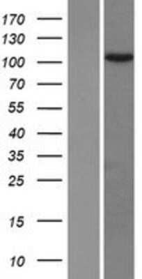 Western Blot TEX10 Overexpression Lysate