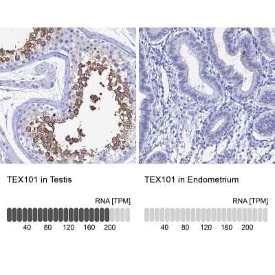 <b>Orthogonal Strategies Validation. </b>Immunohistochemistry-Paraffin: TEX101 Antibody [NBP1-84356] - Staining in human testis and endometrium tissues using anti-TEX101 antibody. Corresponding TEX101 RNA-seq data are presented for the same tissues.