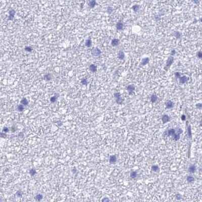 Immunohistochemistry-Paraffin: TEX101 Antibody [NBP1-84356] - Staining of human cerebral cortex.