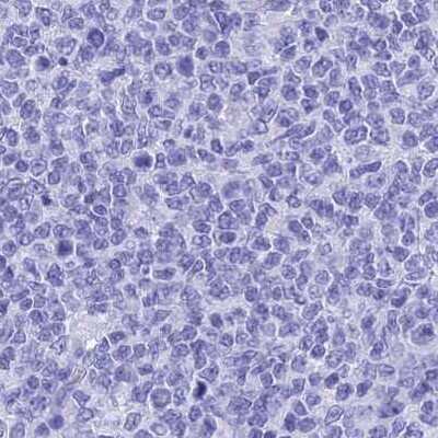 Immunohistochemistry-Paraffin: TEX101 Antibody [NBP1-84357] - Staining of human tonsil.
