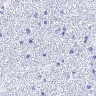 Immunohistochemistry-Paraffin: TEX101 Antibody [NBP1-84357] - Staining of human cerebral cortex.