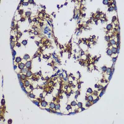 Immunohistochemistry-Paraffin: TEX101 Antibody [NBP2-94471] - Immunohistochemistry of paraffin-embedded Mouse testis using TEX101 Rabbit pAb (NBP2-94471) at dilution of 1:100 (40x lens). Perform microwave antigen retrieval with 10 mM PBS buffer pH 7.2 before commencing with IHC staining protocol.