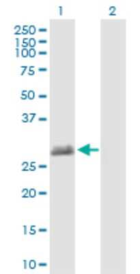 Western Blot: TEX101 Antibody [H00083639-B01P] - Analysis of TEX101 expression in transfected 293T cell line by TEX101 polyclonal antibody.  Lane 1: TEX101 transfected lysate(29.37 KDa). Lane 2: Non-transfected lysate.