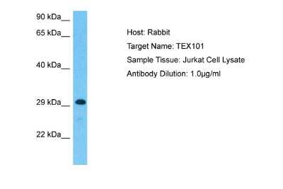 Western Blot: TEX101 Antibody [NBP2-88430] - Host: Rabbit. Target Name: TEX101. Sample Type: Jurkat Whole Cell lysates. Antibody Dilution: 1.0ug/ml